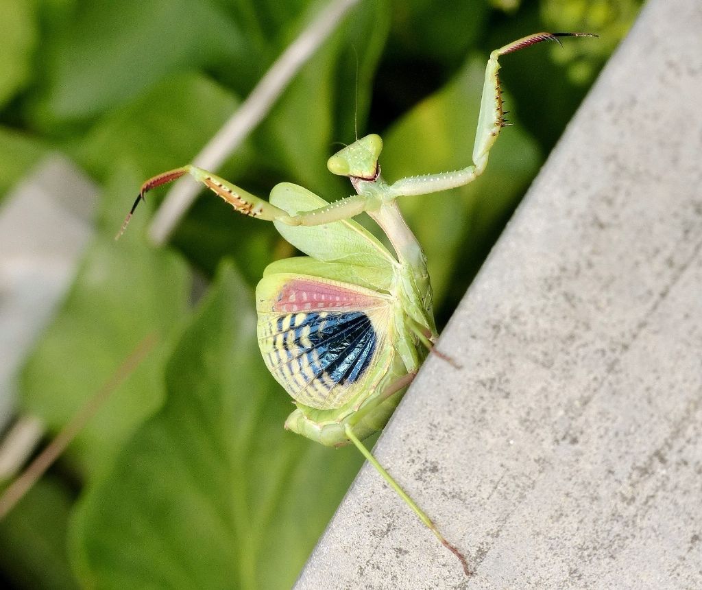 Iris oratoria in posa terrifica